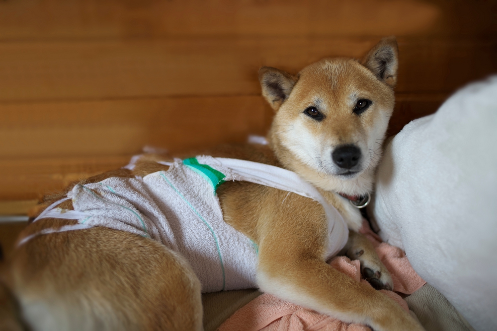 Chien hospitalisé à la clinique vétérinaire de Quissac