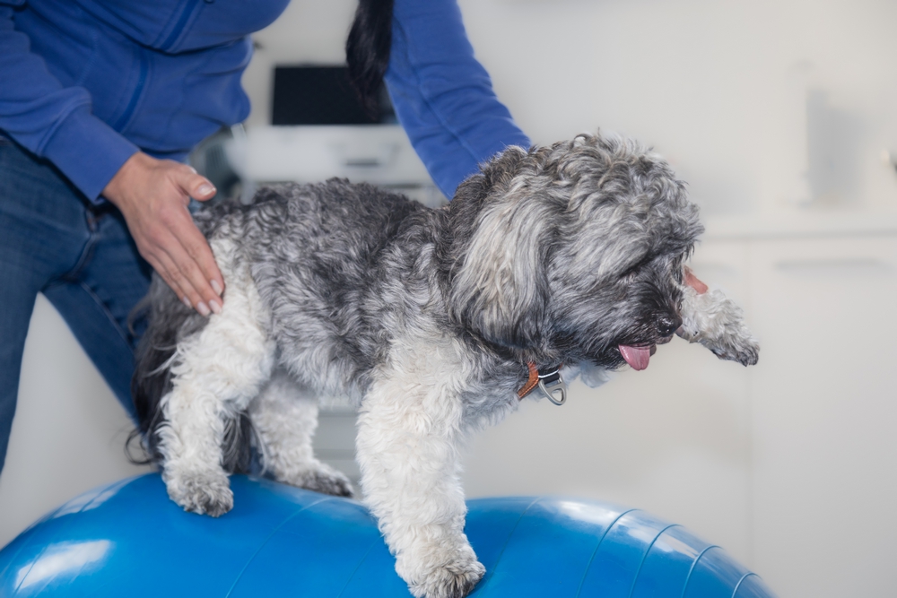 La clinique vétérinaire de Quissac propose la réeducation fonctionnelle d'un chien